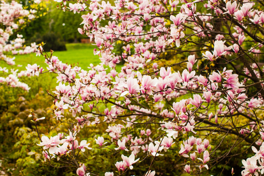 מגנוליה סינית