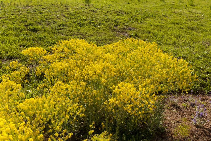 איסטיס הצבעים