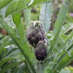 ארטישוק - קנרס סורי