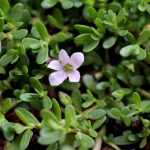 פשטה שרועה - בקופה