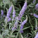 שיח אברהם מצוי