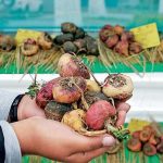 מאקה שורש פרואני