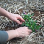 צמחי מרפא בגינה