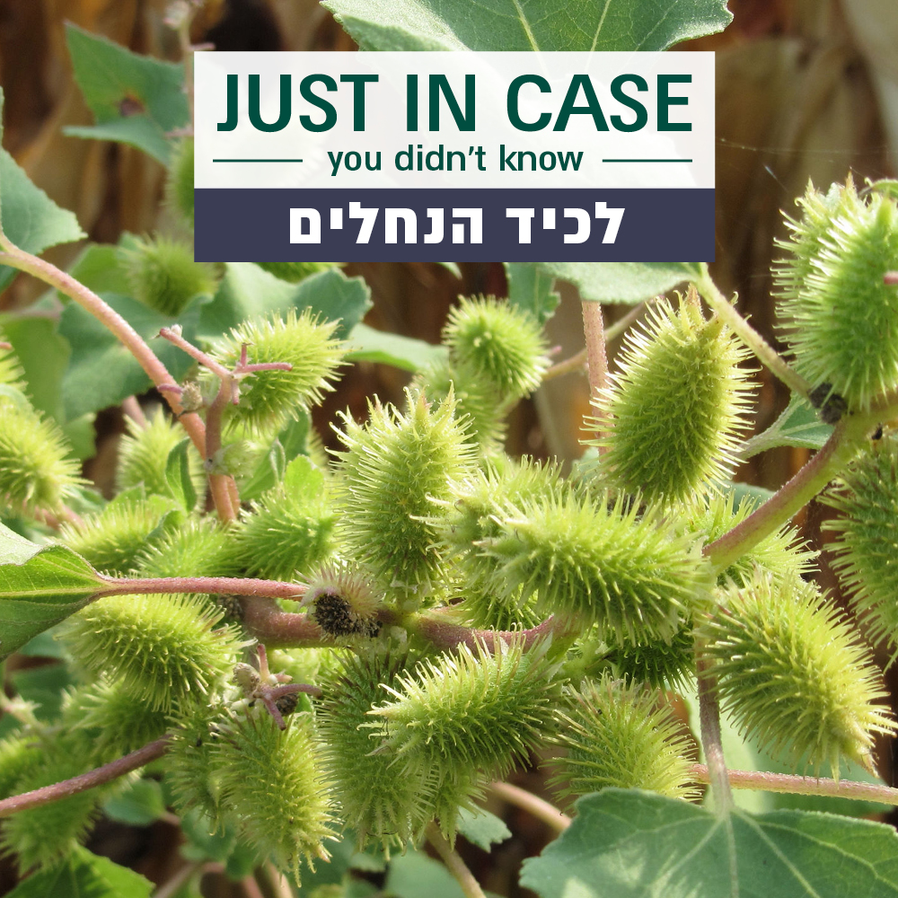 לכיד הנחלים