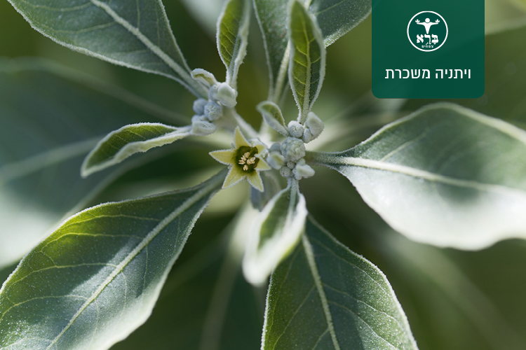 ויתניה משכרת