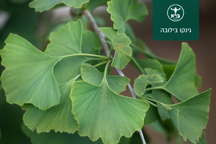 גינקו בילובה