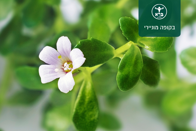 בקופה מוניירי