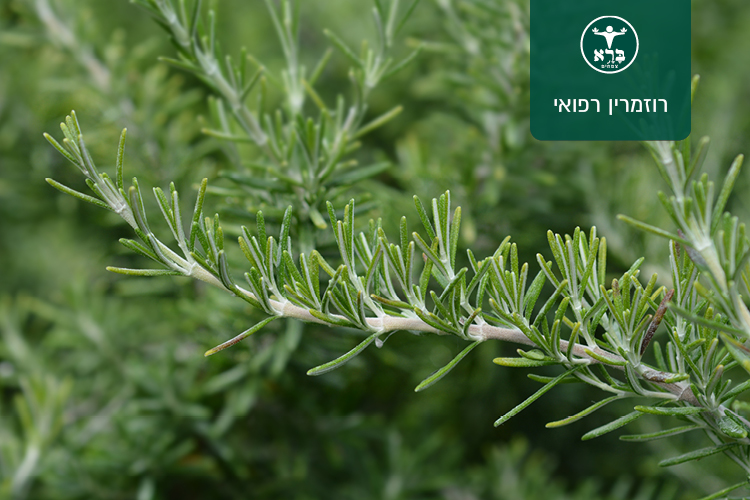 רוזמרין רפואי