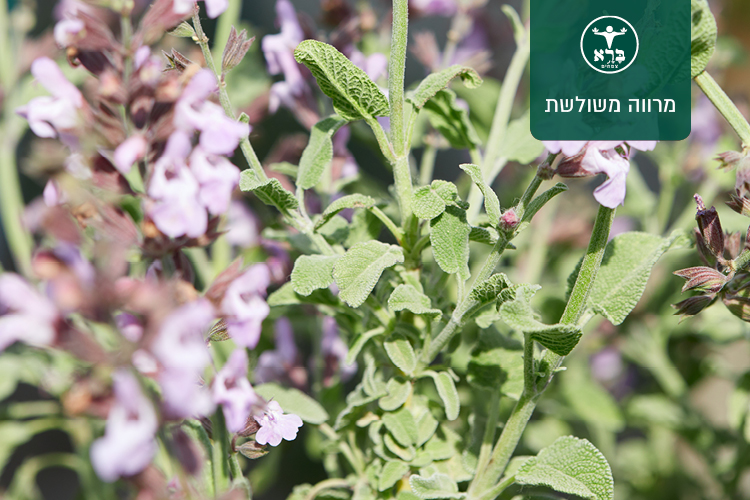 מרווה משולשת