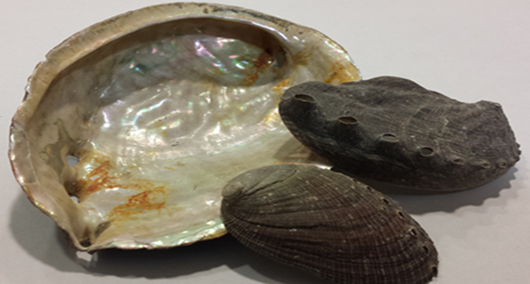 SHI JUE MING ברא צמחים